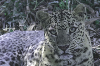 Leopard in forests of Central India