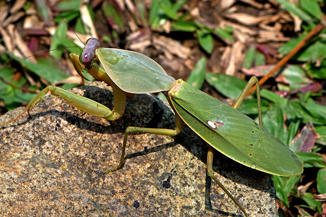 Hierodula patellifera the Giant Asian Mantis