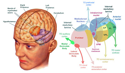 what is hypothalamus