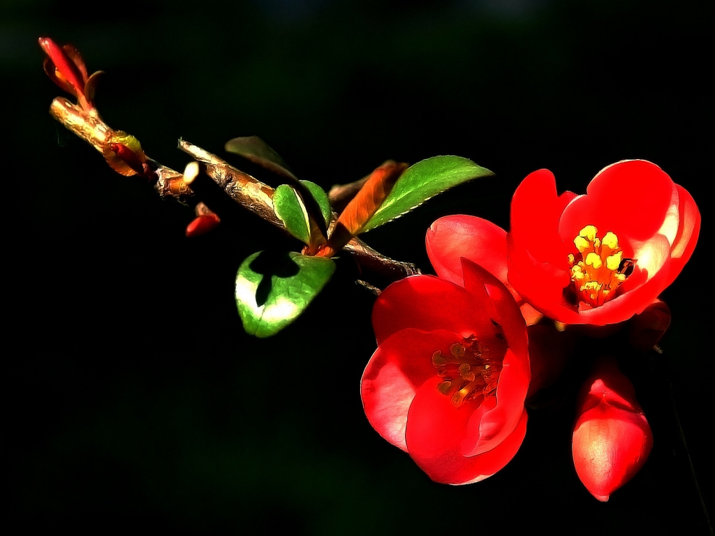 red flower wallpaper