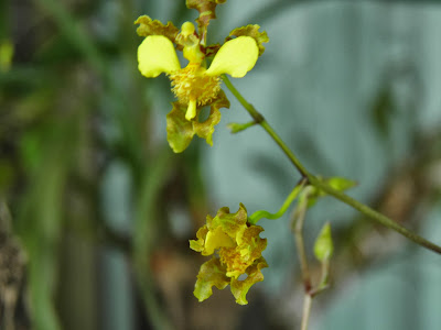 Micro orquídeas; jardinagem; planta na varanda; planta em apartamento; orquídea.