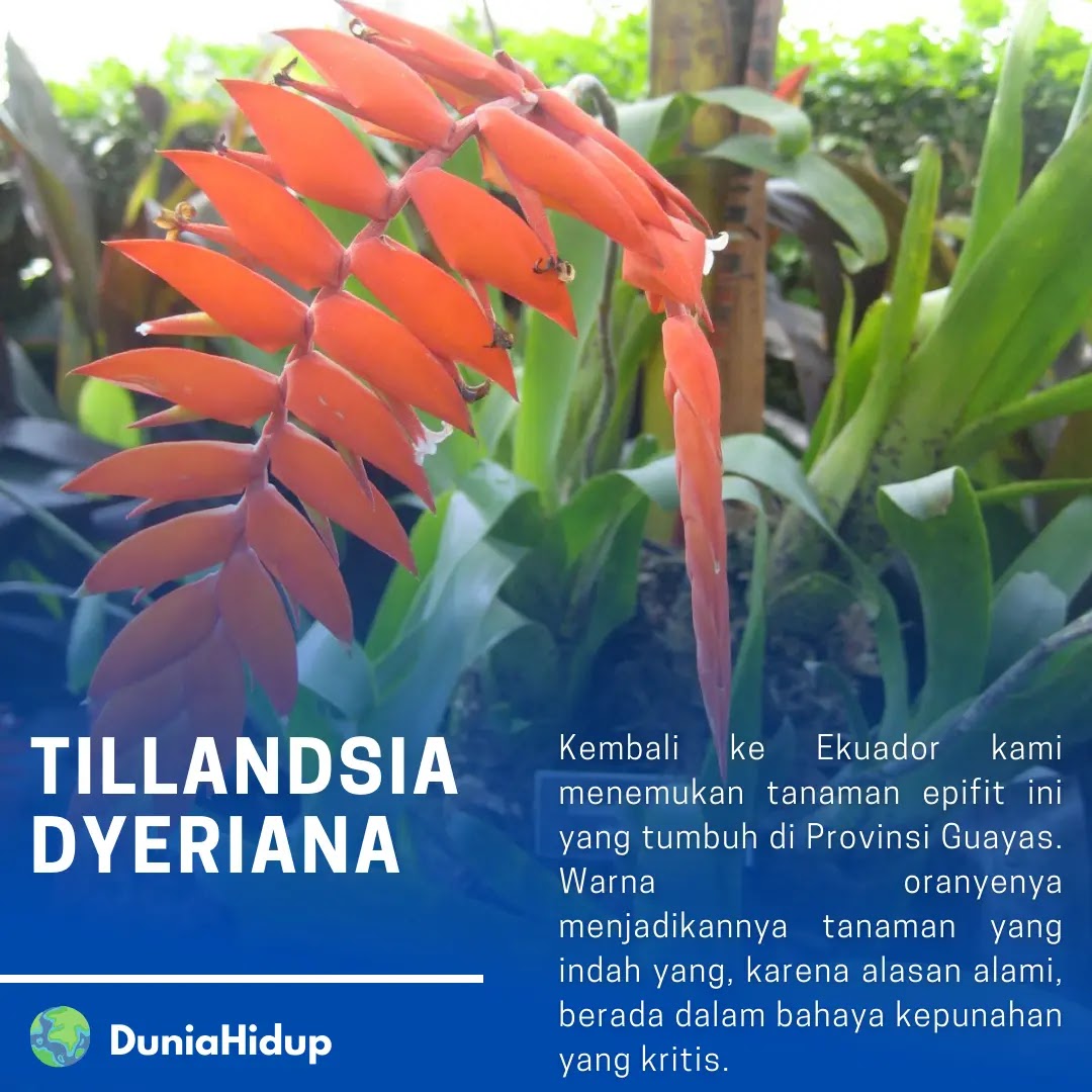 Tillandsia Dyeriana