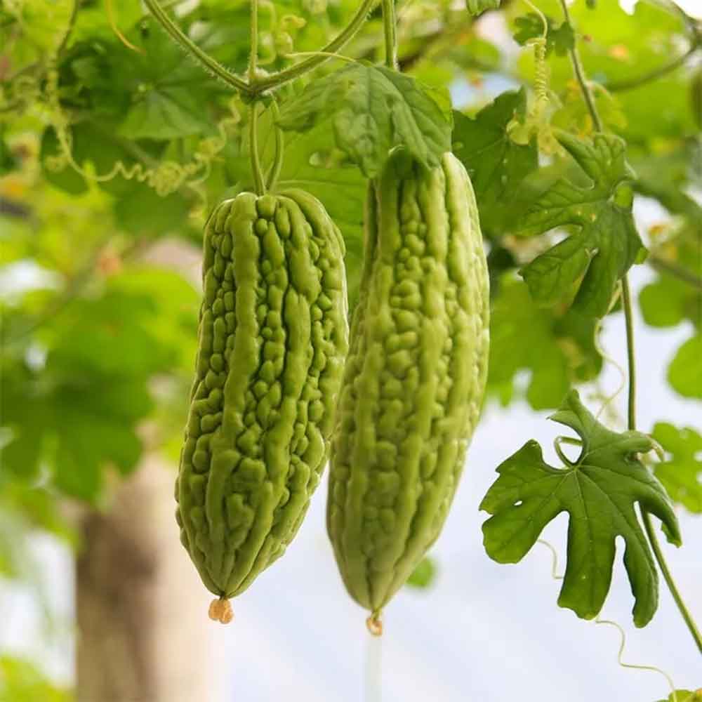 Bitter melon fruits