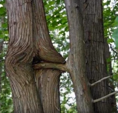 Pengaruh Obat Pria Ini "GITUAN" Dengan Pohon