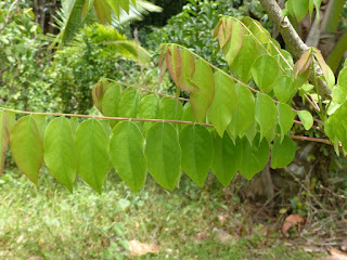 Phyllanthus acidus - Girembellier 