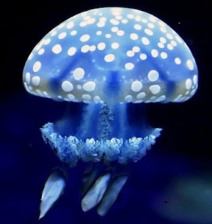 Beautiful_Jellyfish