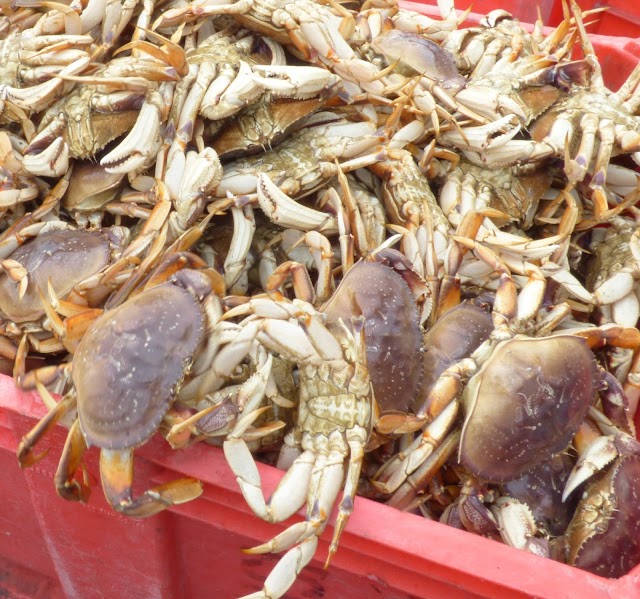Dungeness Crab Season & Giveaway! 