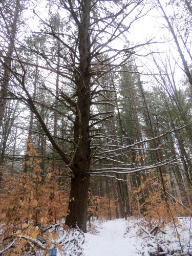 large white pine