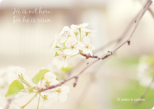 he is risen web