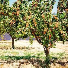 Apricot fruit