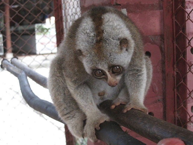 Cute slow loris by snowflakegirl from flickr (CC-BY)