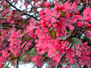 Светлана Алликас\цветущие деревья в парке Баттерси