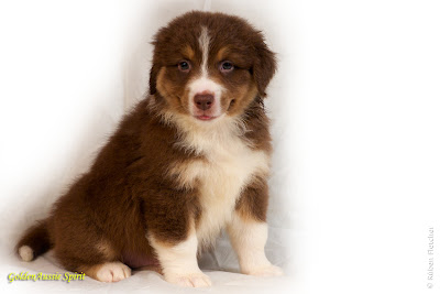 tri-red australian shepherd puppy