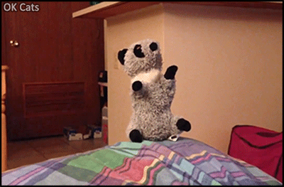 Funny Cat GIF • Cat shows off her Ninja skills by quickly jumping and getting the raccoon toy [ok-cats.com]