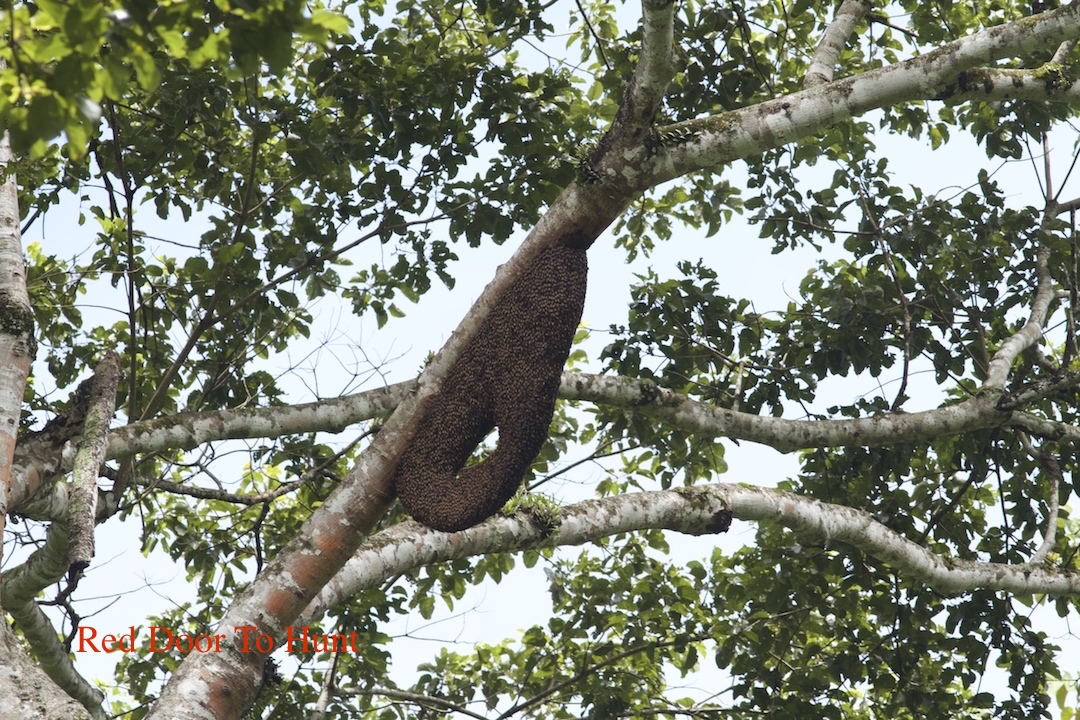 RED Door To Hunt: Tata Cara Mengambil Madu Lebah Pokok ...
