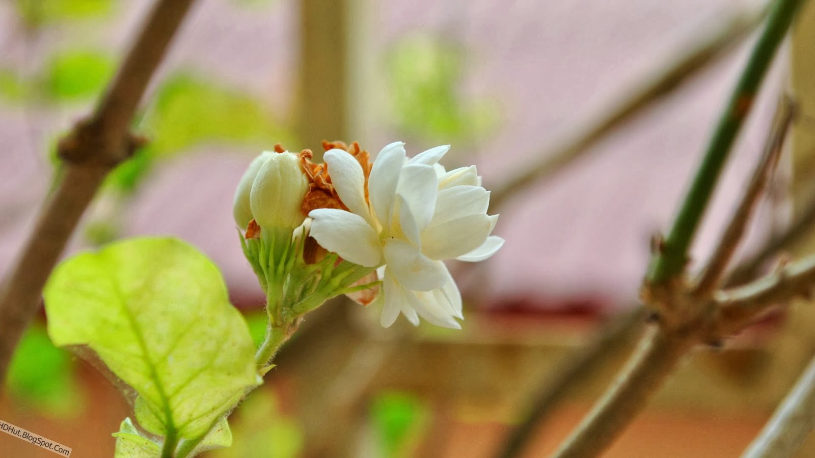  Jasmine  Flower  Wallpapers  In HD  Wallpapers  And Pictures