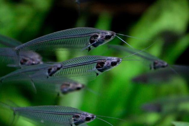 African Glass Catfish Ikan Hias Untuk Aquascap Dan Akuarium
