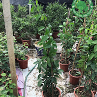 Lan Tỏi