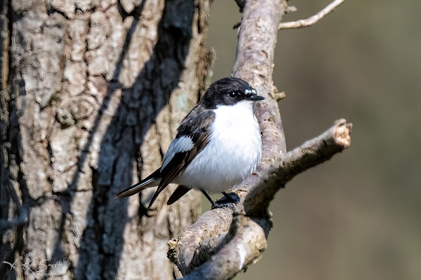 Pied flycatcher