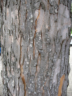 Tree bark