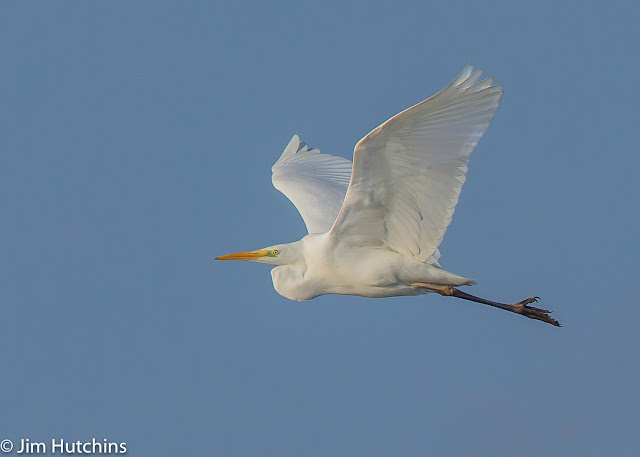 Great White Egret, Pit 60, oxfordshire