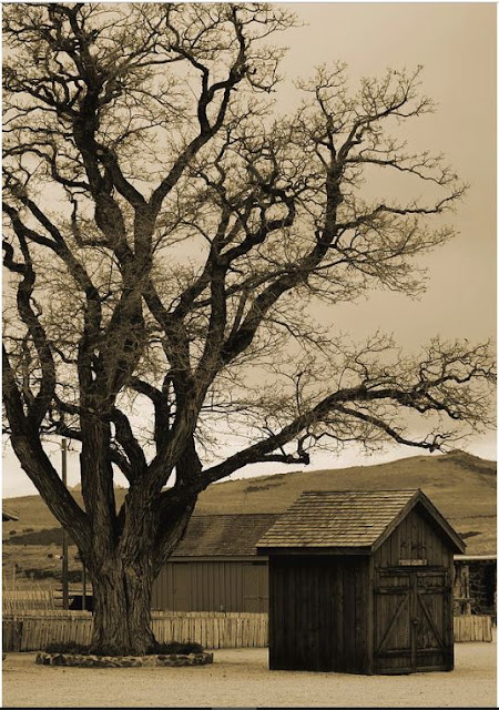 Old Shanty In Sepia