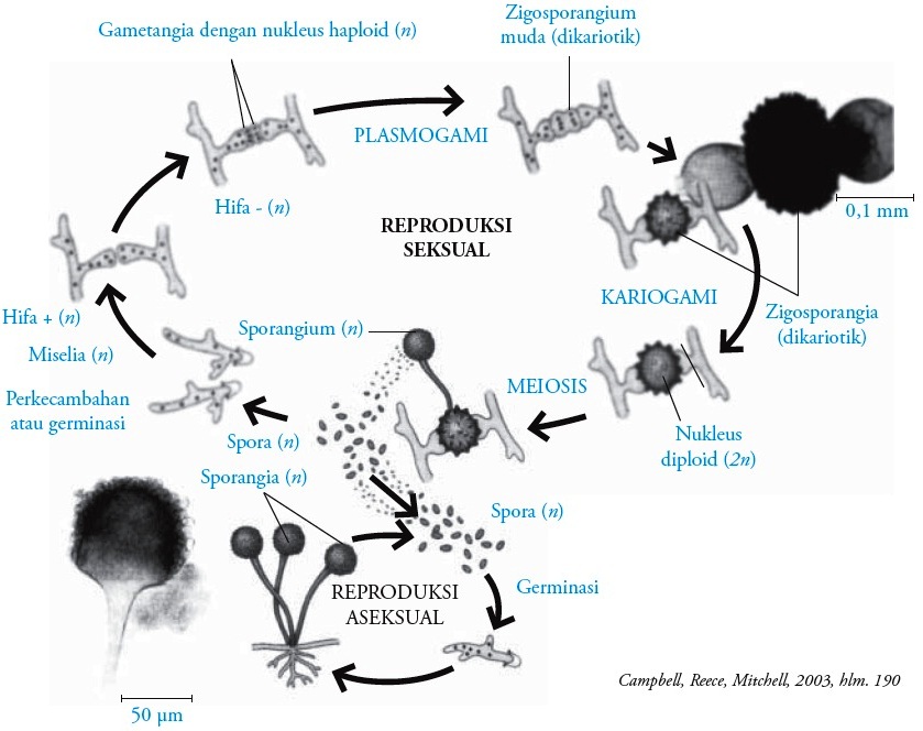 Zygomycotina Fungi Pengertian Ciri ciri Reproduksi 