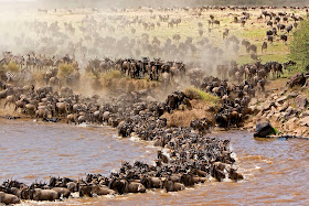 Masai Mara National Park Wild Animals 8