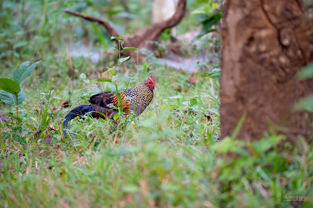 NH766 Wayanad Sultan Bathery Bandipur Muthanga Mudumalai Tiger Reserve National Park Sanctuary Western Ghats birds