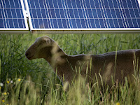 Sheep provided by a local 4-H club help with vegetation management at a solar array owned by the Eau Claire Electric Co-op in Wisconsin. (Photo Credit: NRECA) Click to Enlarge.