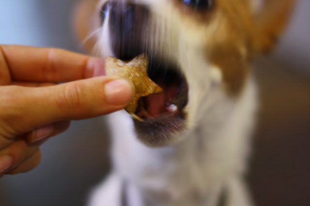 homemade pumpkin peanut butter dog treats