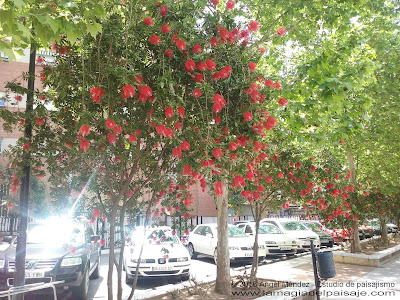 Paisajista en Badajoz, Ángel Méndez