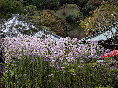 Sion (Aster tataricus) flowers: Kaizo-ji