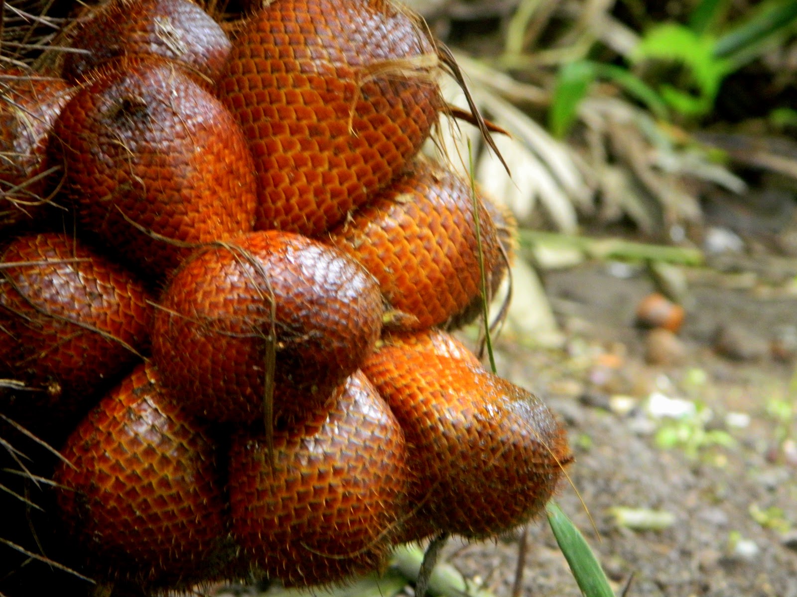 10 Exotic Fruits From Indonesia | Health Benefits of Fruit