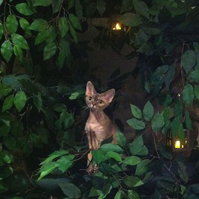 Decorative Cat Trees that look like real Trees with Leaves