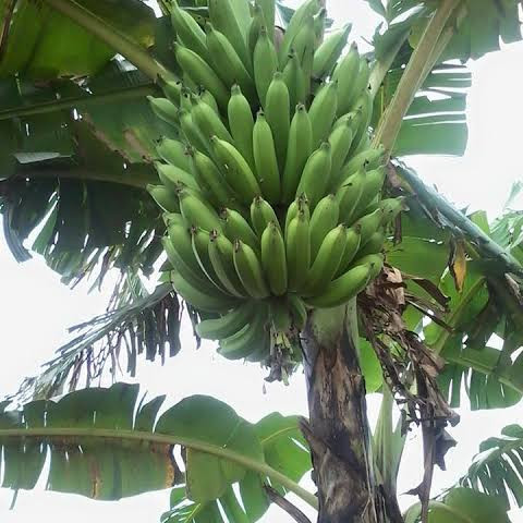 pohon pisang rojo nongko ready stok Madiun