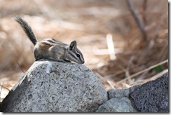 Panamint Chipmunk