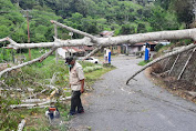 Pohon Tumbang Menghalang jalan lintas menuju Kampung Rembele 