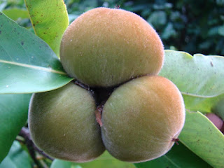 Velvet Apple Fruit Pictures