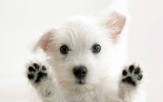 cute dog hd wallpapers