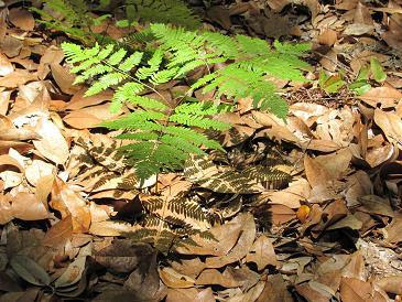 Fern Shadow, Ft. George Island, FL, by Mike Shell