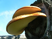 Polyporus squamosus