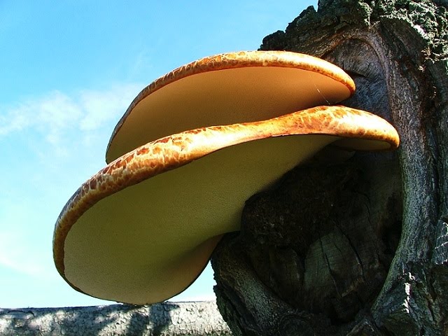 Polyporus squamosus