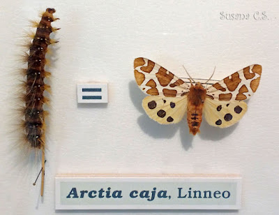 Centro de Naturaleza InsectPark (San Lorenzo de El Escorial)