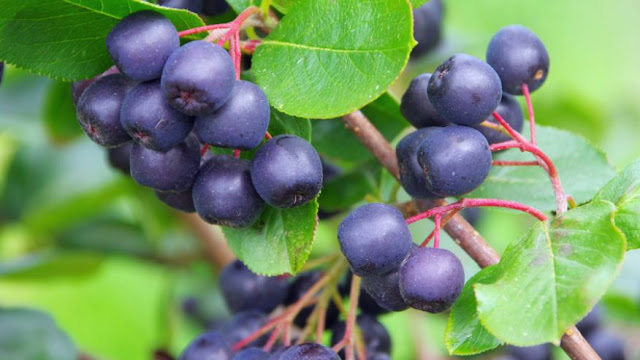 Aronia Berry Fruit Health Benefits