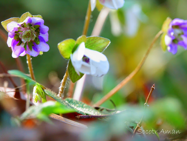 Hepatica nobilis