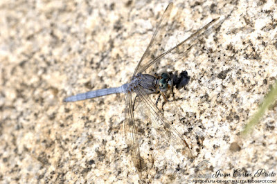 Orthetrum Chrysostigma - Libélula Azul (fotografia-de-naturaleza.blogspot.com)