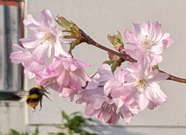 Sakura et bourdon aux Ulis