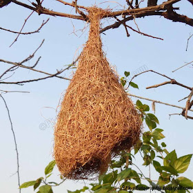 Baya Weaver Nest