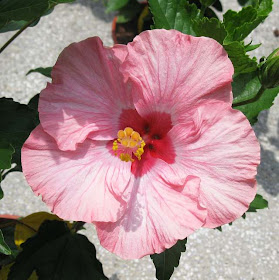Malaysia's national flower the hibiscus or bunga raya